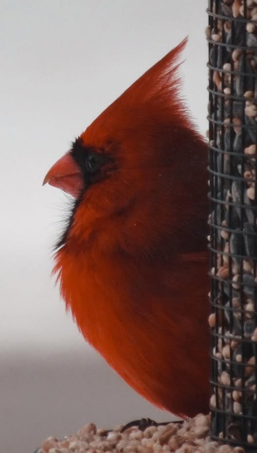 Tom_Wachs's tweet image. Check this out. Abby from Mt. Pleasant took this photo of a Cardinal on her birdfeeder last week. Incredible! Thank you, Abby!