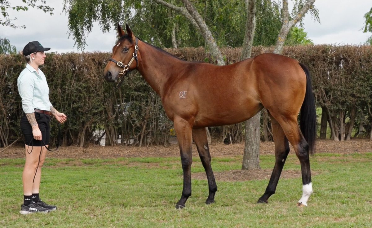 Brad Spicer (@spicertbreds) on Twitter photo Thrilled to pick up lot 580 today <a href="/KarakaChat/">New Zealand Bloodstock</a> a filly by Proisir that's built like a mack truck & reminded me so much of Snapdancer ! 🎯
<a href="/LSmithRacing/">Lindsey Smith Racing</a> ✅️ Thrilled to pick up lot 580 today <a href="/KarakaChat/">New Zealand Bloodstock</a> a filly by Proisir that's built like a mack truck & reminded me so much of Snapdancer ! 🎯
<a href="/LSmithRacing/">Lindsey Smith Racing</a> ✅️