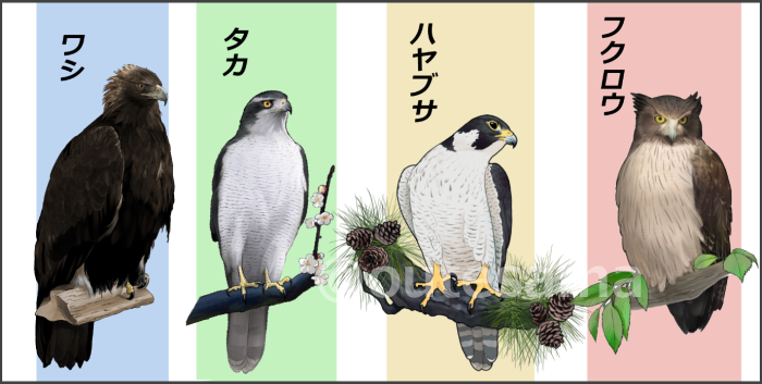 カンムリワシ週間でお話するために画像作りをしながら考えていて、お話する内容がだんだんしっかり固まってきました。
入門教室ですので、そもそも猛禽類って何?から触れる予定です。
#カンムリワシ週間 