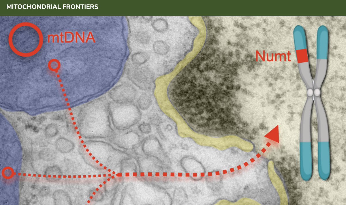 Martin Picard (@mitopsychobio) on Twitter photo Mitochondrial DNA Fragments (Numts) Insert Into Our Genome Sometimes With Serious Results
mitoworld.org/mitochondrial-… Mitochondrial DNA Fragments (Numts) Insert Into Our Genome Sometimes With Serious Results
mitoworld.org/mitochondrial-…