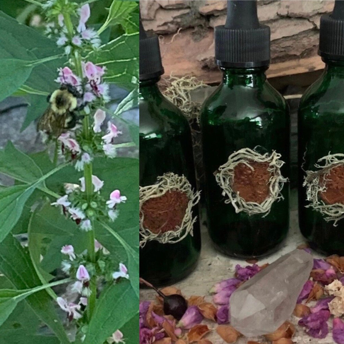witchravenwood's tweet photo. Motherwort Flower Essence bolsters the ego, builds confidence, and gives aid to counter magick. 🍃✨ https://t.co/zjX9St5OVB #RavensHedge #agreenwitchshop #floweressences #woodlandteas #herbalsplendors https://t.co/nBF9uTbgTP