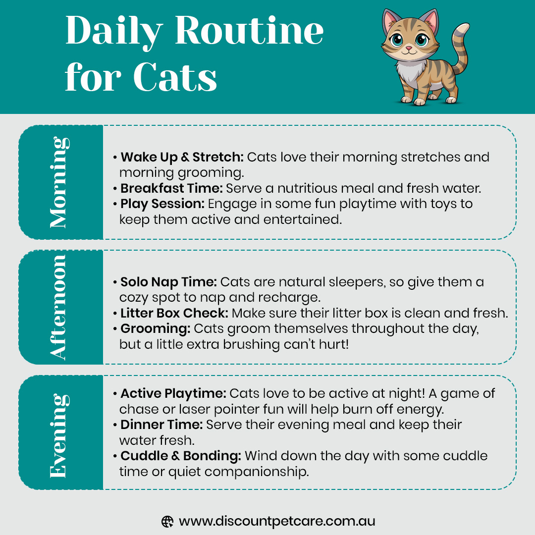 DiscPetCareAU's tweet image. 🐾 Daily Cat Routine 🐾

🌅 Morning:

Stretch &amp;amp; Groom 🧘
Nutritious Breakfast 🍽️💧
Fun Playtime 🎾

🌞 Afternoon:

Cozy Nap 😴
Litter Box Check 🧼
Brushing 🐱🧖‍♂️

🌙 Evening:

Active Play 🏃‍♀️🎯
Dinner &amp;amp; Fresh Water 🍲💦
Snuggle Time ❤️
#CatsOfTwitter #FelineRoutine #HappyCats