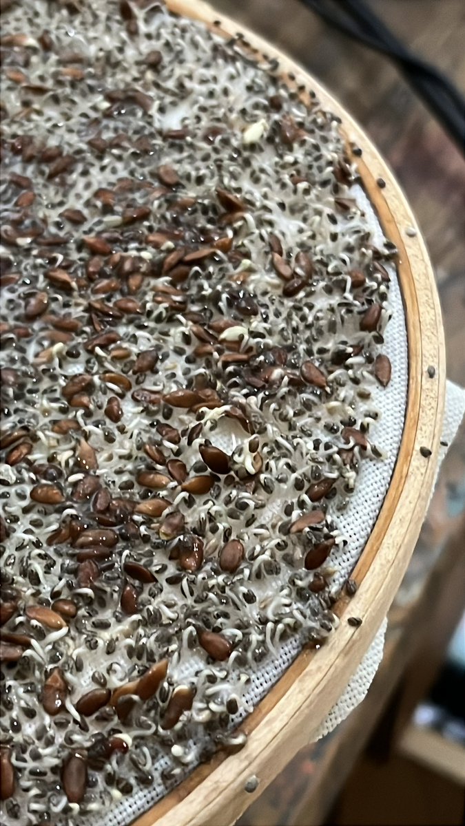 rroextra's tweet photo. Trying to grow microgreens look at the progress🥹 i actually am really the worst with plants or flowers so im really impressed w myself hehe https://t.co/Z7MZXRBx0y