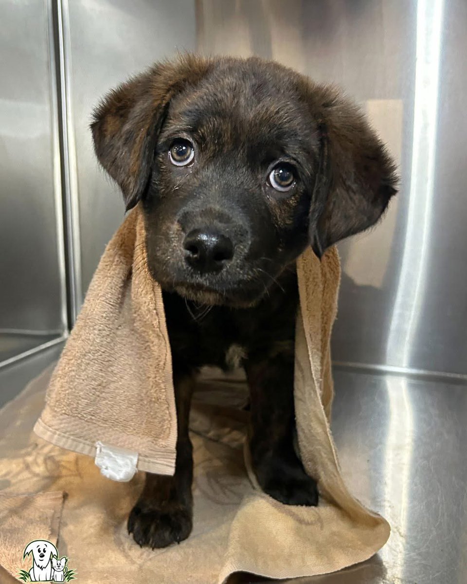 AARCS_Canada's tweet photo. We have A LOT of floofs in our shelter right now. 🐶
We’d love to find homes for each and every one, but until then, we need to keep girls like Lois clean! 
We’d gladly accept your gently used towels. Just drop them off at our #yyc location. 🙏
https://t.co/b38HYYDzt0 https://t.co/BwrBtUyKlP