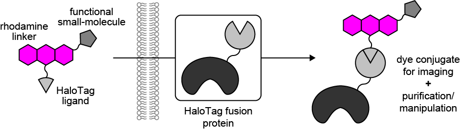 Pratik Kumar (@prat_i_k) on Twitter photo 🧵Prepint! Optimizing Multifunctional Fluorescent Ligands for Intracellular Labeling |tinyurl.com/3n55hvsc. With <a href="/JasonVevea/">Jason Vevea</a> @TheChapmanLab <a href="/So_lets_kiLab70/">David Solecki (pronounced so_lets_ki 😉)</a>, we combined dye chemistry, HaloTag, microscopy and cell biology to make protein purification and manipulation tools. 🧵Prepint! Optimizing Multifunctional Fluorescent Ligands for Intracellular Labeling |tinyurl.com/3n55hvsc. With <a href="/JasonVevea/">Jason Vevea</a> @TheChapmanLab <a href="/So_lets_kiLab70/">David Solecki (pronounced so_lets_ki 😉)</a>, we combined dye chemistry, HaloTag, microscopy and cell biology to make protein purification and manipulation tools.