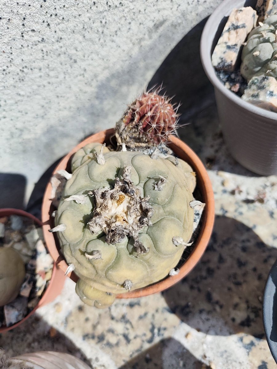 SmithJesee's tweet image. 红彤彤