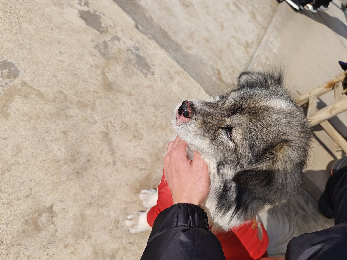 🎉🎉除夕快乐，看个手，rua小狗🎉🎉