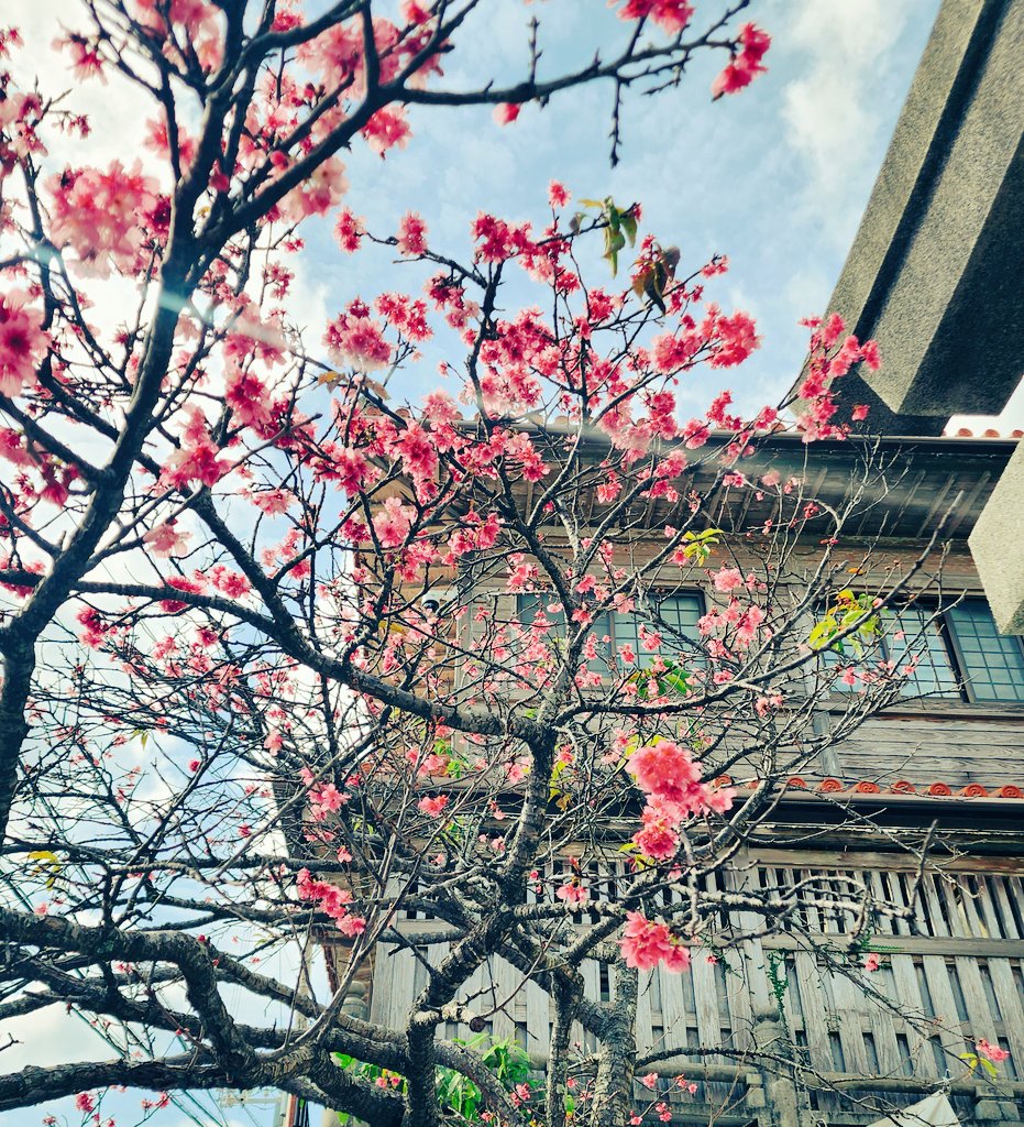 ouch451's tweet photo. 桜、満開 https://t.co/GLQZM8VCMI