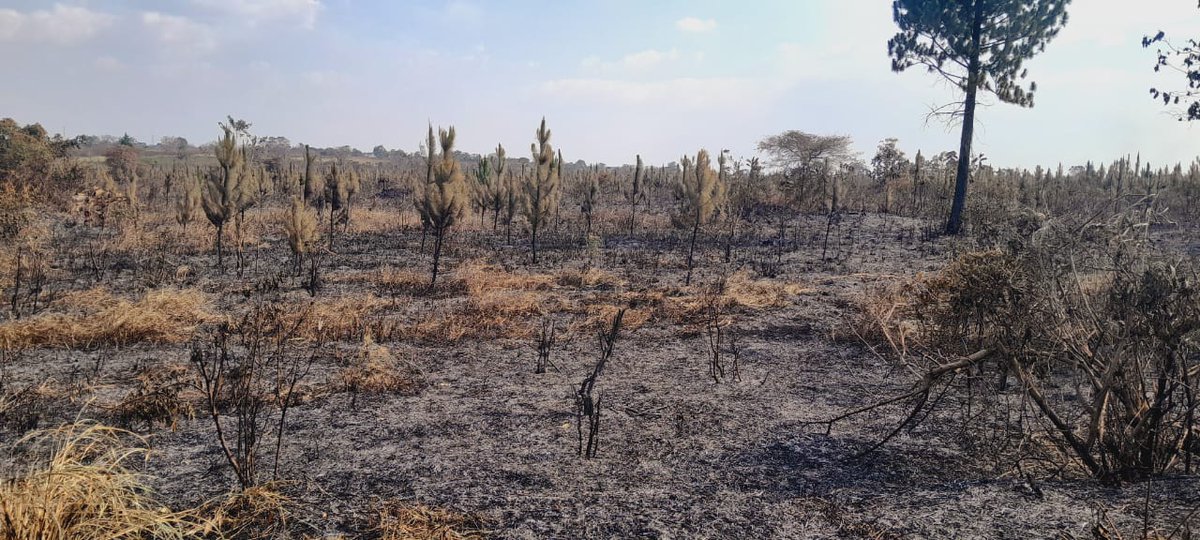 uk_nup's tweet photo. Raising awareness about the dangers of #deforestation and #climate change is good initiative by the National Forest Authority (NFA) @NFAUG. Nonetheless, residents, including Local Councillor three (LC3) Chairperson of #Unyama Subcounty, #Gulu, Kidega Justine, a fortnight ago called for NFA to provide accountability for the burning of tree plantation in #Abera National Forest reserve.

Kidega said the fire happened on Thursday, 16th January 2025, at noon. Kidega said every year, trees are burned and the NFA seems not bothered despite @Parliament_Ug @GovUganda  allocation of 7.136 billion for Forest Management FY22/23. 

Kidega accused the NFA of mismanagement and negligence of #Abera Forest reserve and said transparency is required on use of public funds meant to protect the #forests and the #environment.

@MamaMabira @min_waterUg @RupinyRadio @MegafmGulu @UgandaMediaCent
@newvisionwire @ubctvuganda