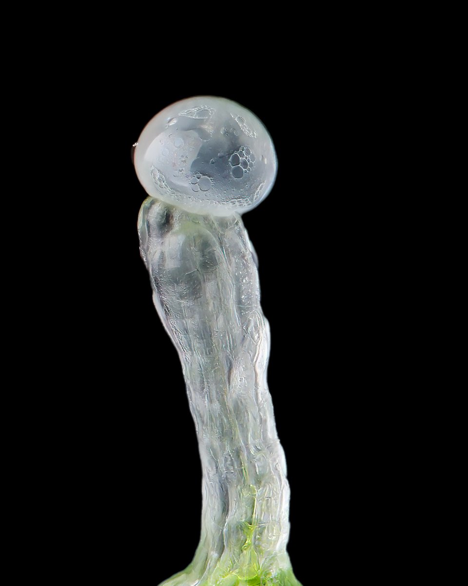 Tahiti Twist (Tahiti Lime x Lemon Royale) from @philoselect

Bred and hunted by @origins_tk_ogk 
Grown by @707russianriverfarms

Getting close and intimate 🥰