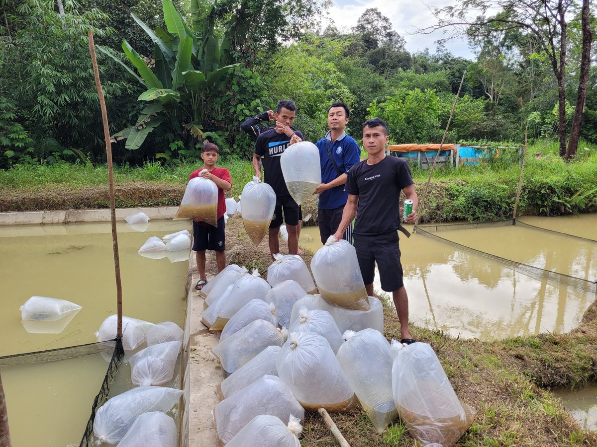 AdenRadianus's tweet photo. Jumat 17 Januari 2025
Luhkan Bengkayang Bersama Dinas menyerahkan bantuan benih ikan kepada Pokdakan Riam Sejahtera Mandiri Dusun Riam Desa Cipta Karya Kec. Sungai Betung Sebanyak 15.000 ekor
#giatluhkansatminkalBWI
#giatluhkanbengkayang
#benihikan https://t.co/7MYCzCeNED