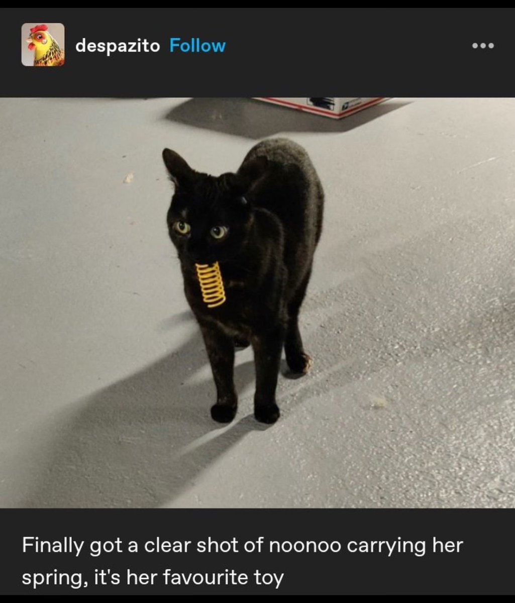 Punch Cat (@punchingcat) on Twitter photo 