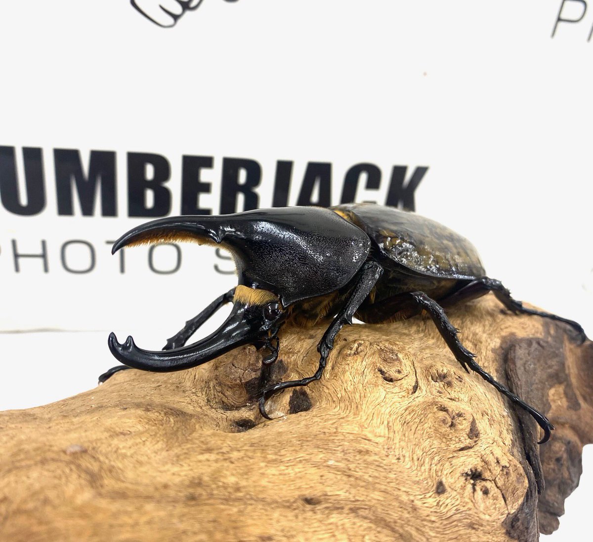 ヘラクレスオオカブト　ペア ヘラクレスオオカブトの成虫ペア店頭にて販売中です 【ヘラクレス