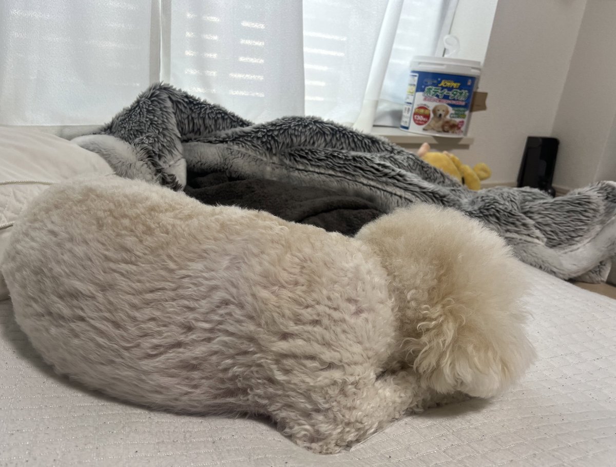 nicehamachi's tweet photo. 布団から寝返り打ったらいっつもまんなか占領してくるはまちゃん https://t.co/XXNVPRmNQL