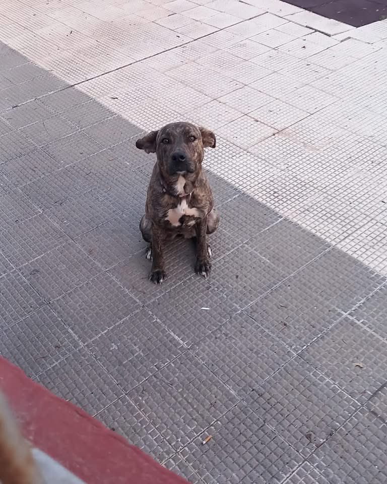 Busca adopción responsable. 

Hemos recogido ahora a esta perrita maravillosa, joven, sin chip, con un collar rosa. La hemos llamado #Lucía. Nos avisan de que la encontraron metida en un parque que no paraba de llorar, junto a ella una salchicha. El ser humano es lo peor.
#AAVI