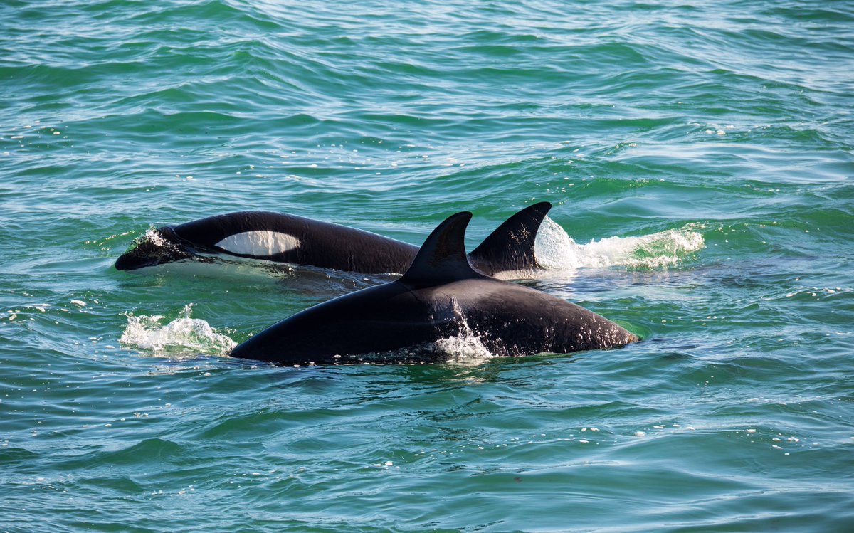 trevifede's tweet photo. Se acerca la temporada de Orcas en Punta Norte - Orca Season is coming in Patagonia #orca #killerwhale #freeorca #nature #wildlife #puntanorte #madryn #chubut #patagonia #argentina https://t.co/sGcQNizXus