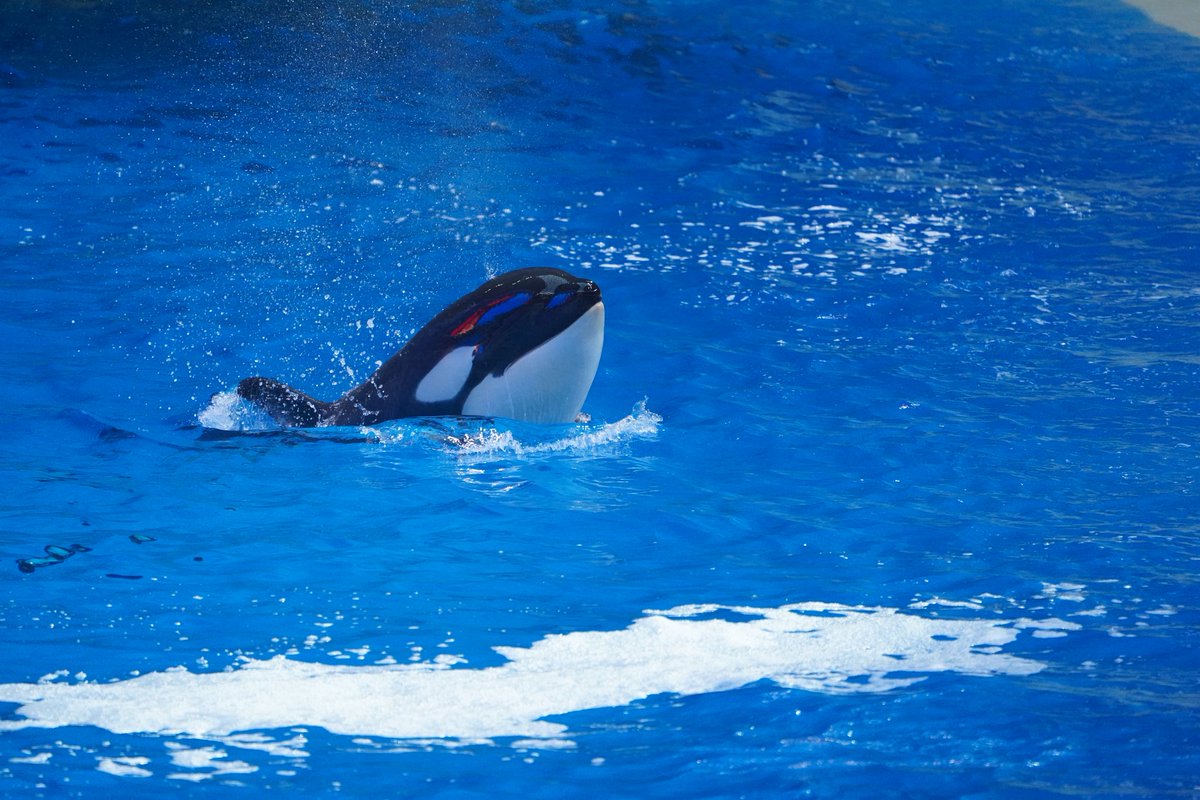 Abyssling's tweet photo. Just child doing child stuff.☺️
#虎鲸 #Orca #OrcinusOrca #シャチ #ChimelongSpaceShip #Bowen #五隆 https://t.co/q9FDUFILVa