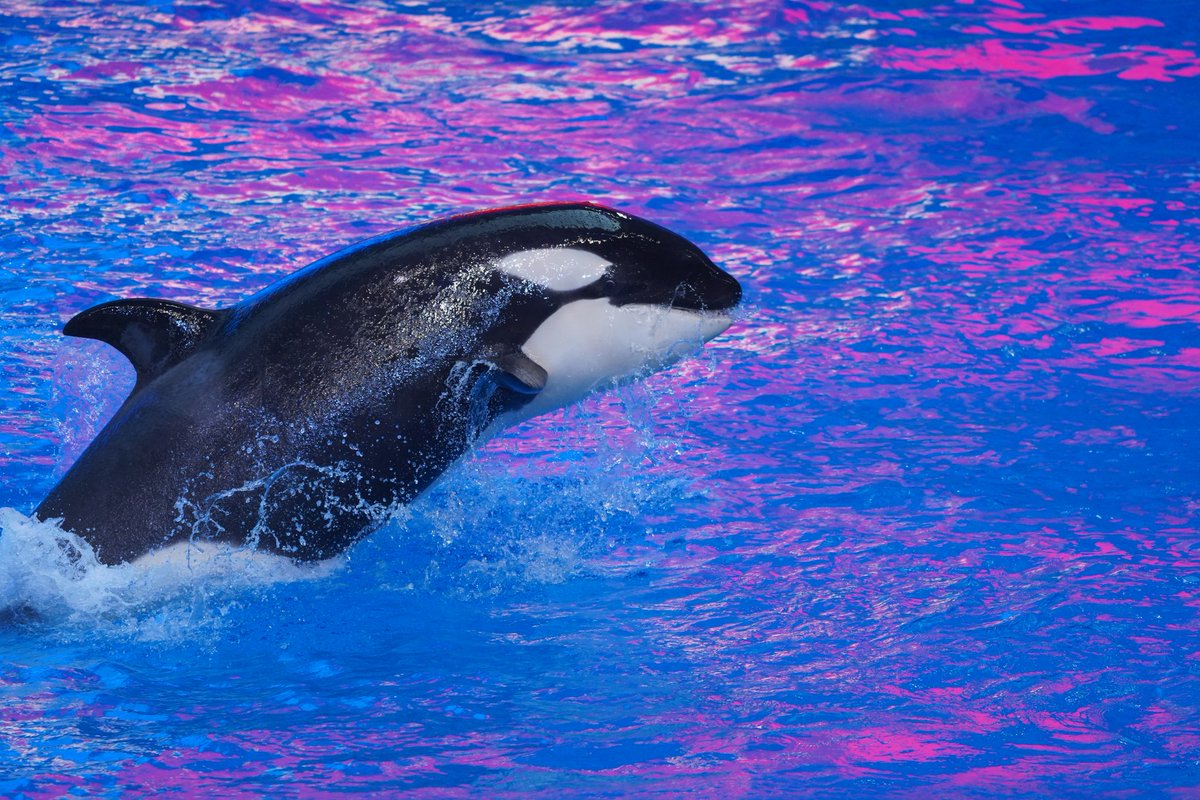 Abyssling's tweet photo. Just child doing child stuff.☺️
#虎鲸 #Orca #OrcinusOrca #シャチ #ChimelongSpaceShip #Bowen #五隆 https://t.co/q9FDUFILVa