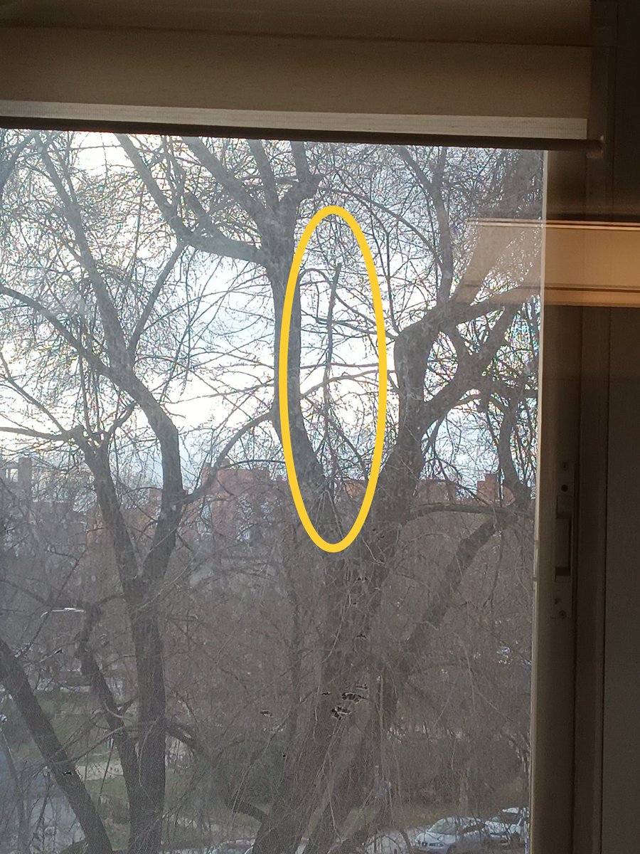 Ali_Cia_B's tweet photo. @Lineamadrid en Arcos de Jalón 5, 28037 Madrid hay un árbol que necesita poda urgente y además tiene una rama caída colgando de otra con el riesgo que supone de caída a la calzada https://t.co/npXAkcttNN