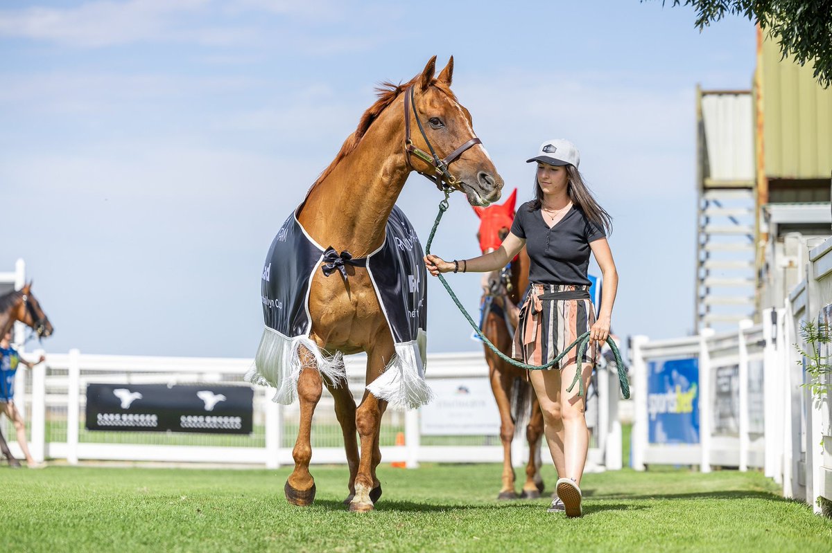 FarmSpringfield's tweet photo. Foolish Lad turned back the clock to his glory days on Sunday by leading out the 2025 Strathalbyn Cup field. He took a break from looking after the yearling colts to make an appearance at his local Cup. 

Well done to the 2025 Cup winner Stormsarrived 🏆 https://t.co/Vt4rIDNT2F