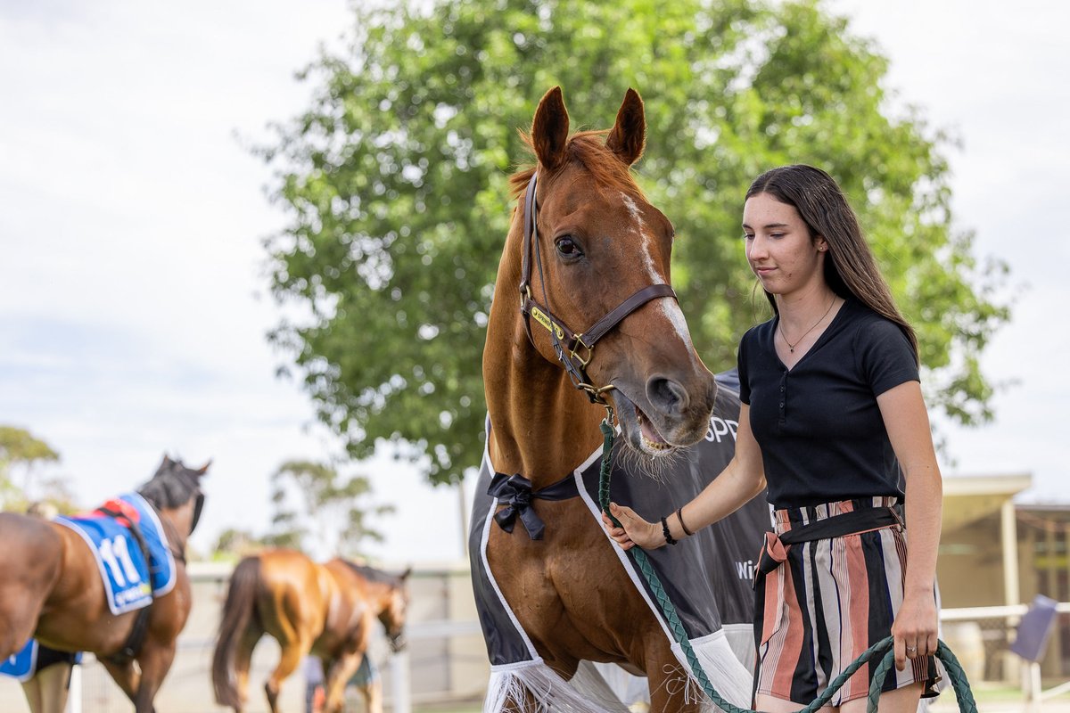 FarmSpringfield's tweet photo. Foolish Lad turned back the clock to his glory days on Sunday by leading out the 2025 Strathalbyn Cup field. He took a break from looking after the yearling colts to make an appearance at his local Cup. 

Well done to the 2025 Cup winner Stormsarrived 🏆 https://t.co/Vt4rIDNT2F