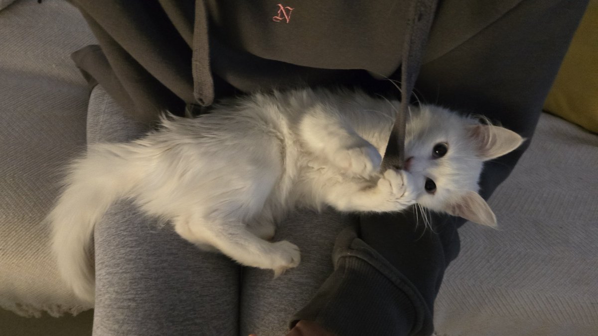 iPandarina's tweet photo. Bruma tiene 3 meses y está asi gente 🤣 voy a tener que pluriemplearme para el pienso 

Mirad su pata SOS https://t.co/vuHZr5TE5t