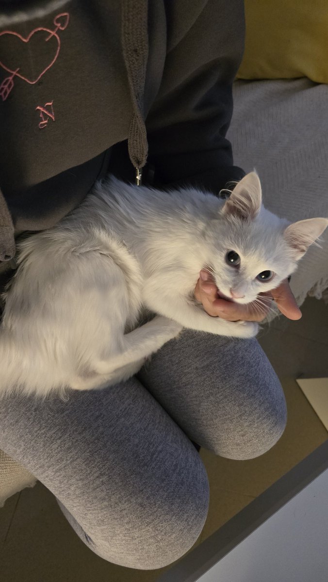 iPandarina's tweet photo. Bruma tiene 3 meses y está asi gente 🤣 voy a tener que pluriemplearme para el pienso 

Mirad su pata SOS https://t.co/vuHZr5TE5t