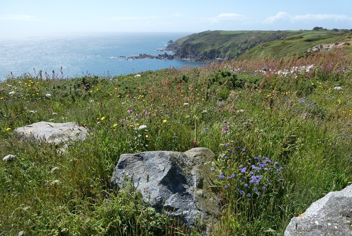 Guernsey Nature Commission tweet media