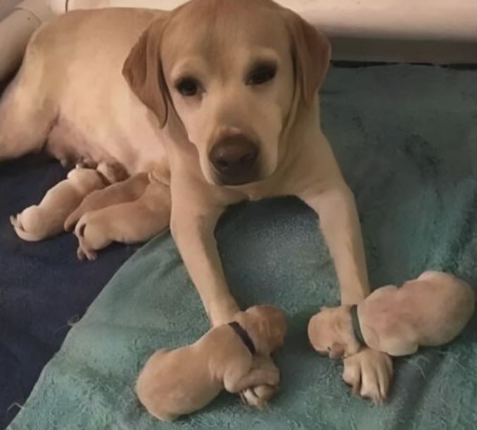 Are You a Dog Lover? Let’s See That ❤️!😍