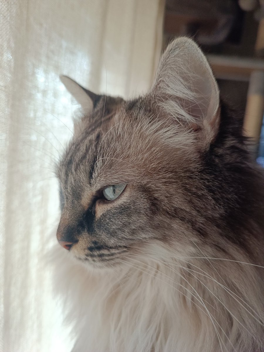 MetalLive_ დ tweet media