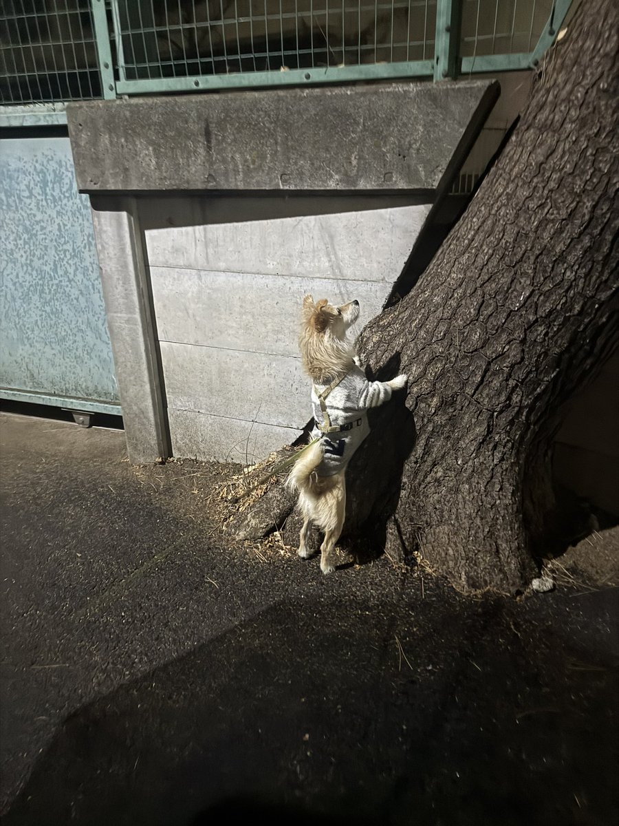 inari1030's tweet photo. 見つけたネズミ🐭と交信中。。。 https://t.co/RVOAwNIQj6
