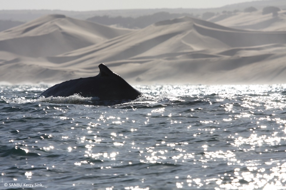 Goodbye, X! 👋 We're diving into new waters, but our mission to advance ocean conservation sails on. 🌊

Let's stay connected:
➡️ Bluesky: tinyurl.com/53zruaru
➡️ LinkedIn: tinyurl.com/96kxxh3b
➡️ Website: meerwissen.org

Thank you for being part of the journey! 🐋