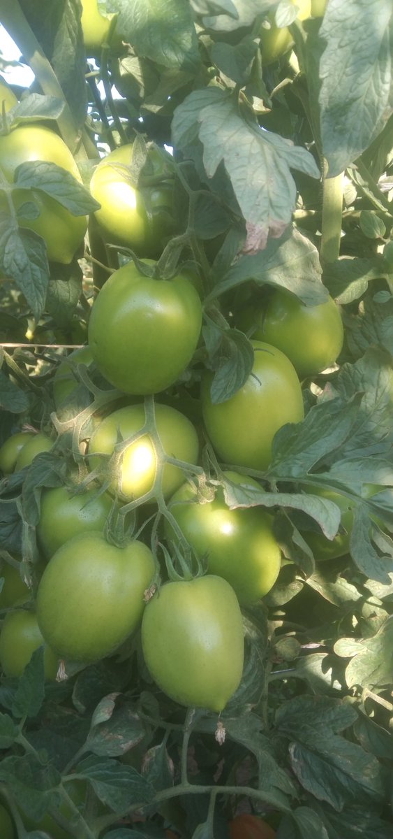 Mukudzvova Farm Produce tweet media