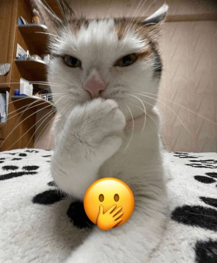 meowpdf's tweet photo. hi https://t.co/5fqLdvTj7x