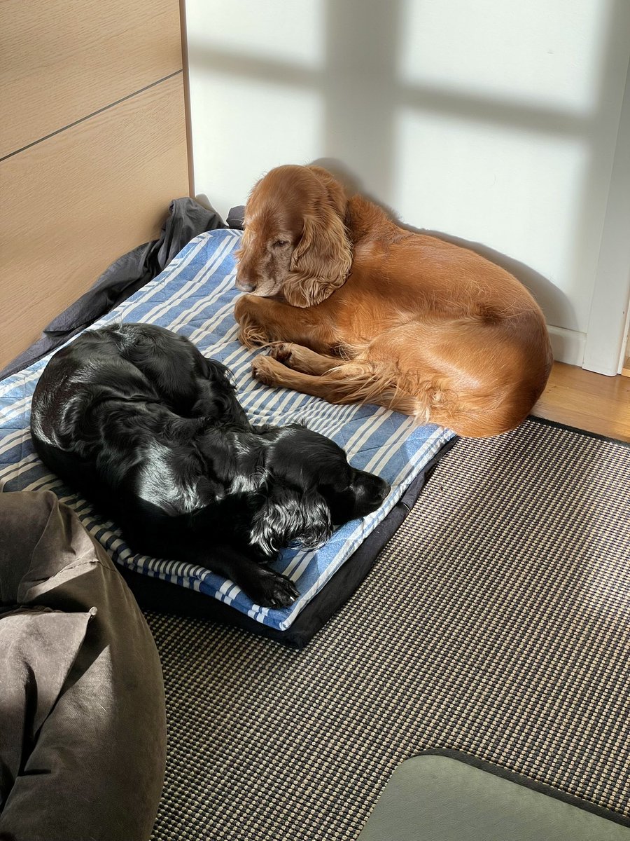 Olliethecocker's tweet photo. Sharing is caring 🧡🖤❤️ https://t.co/kGkwuDgKlH