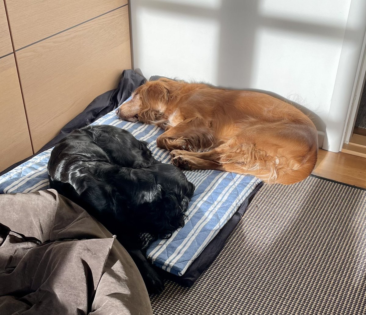 Olliethecocker's tweet photo. Sharing is caring 🧡🖤❤️ https://t.co/kGkwuDgKlH