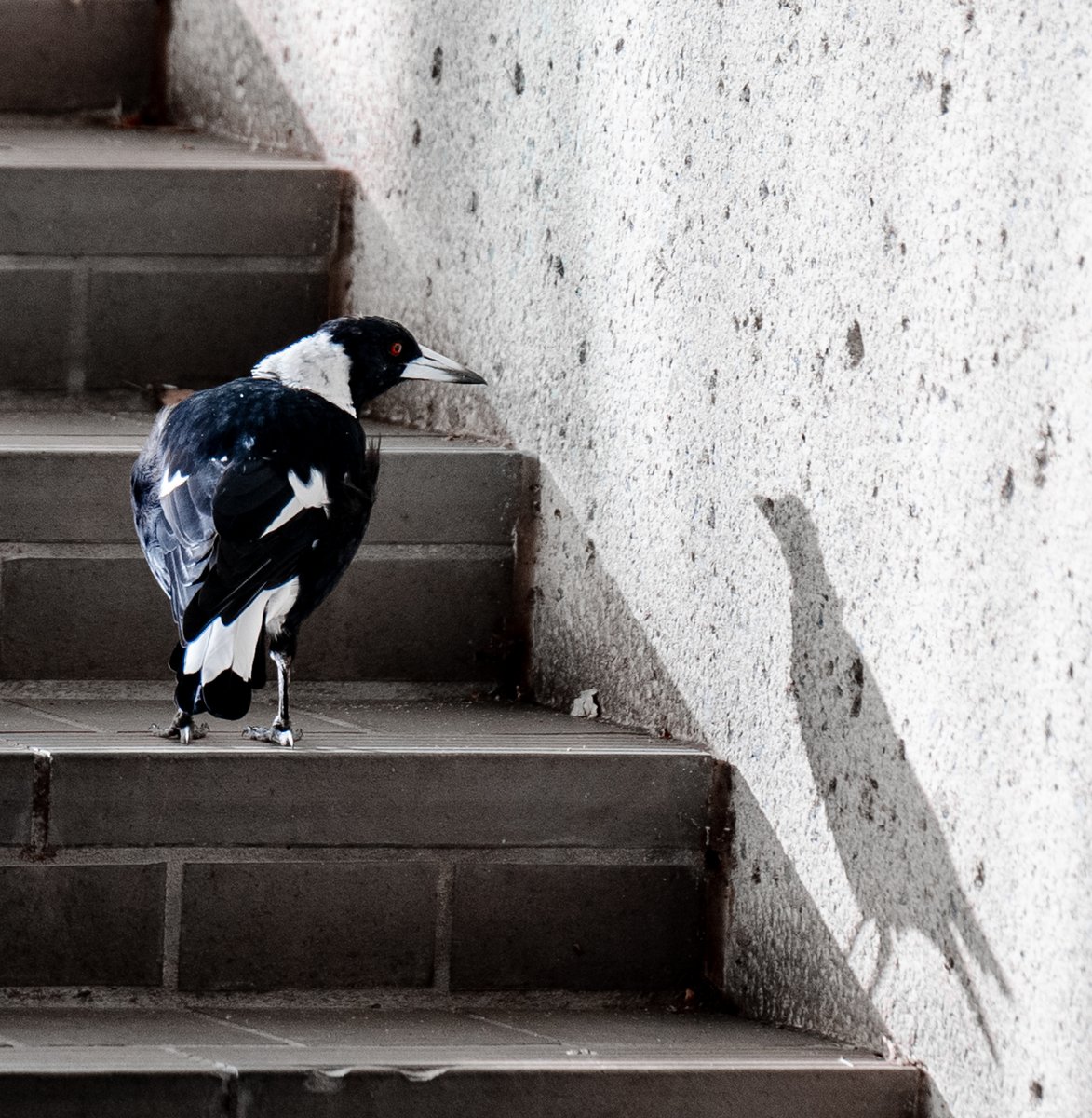 ThingsCanberra's tweet image. A bird &amp;amp; its shadow