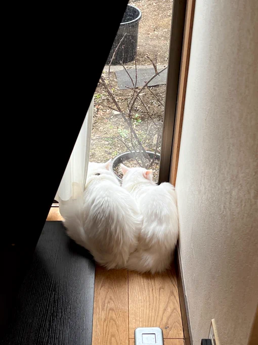 冬の庭を眺める親娘。 