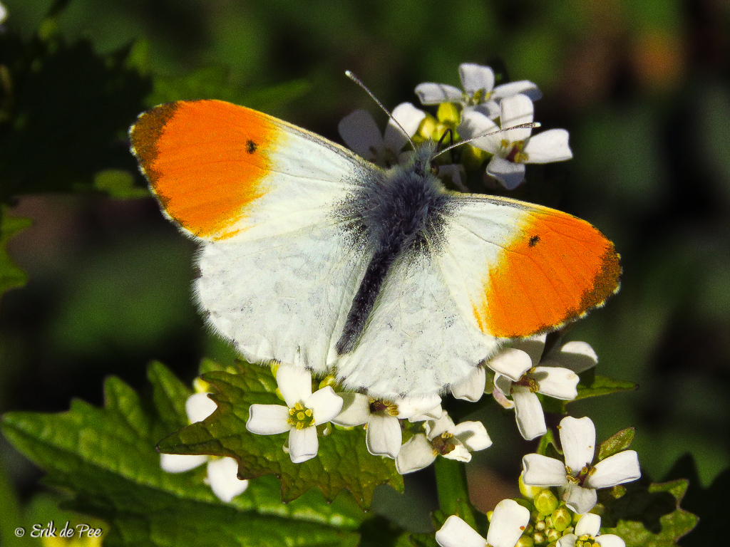ErikDePay's tweet image. Dag 28 #vlindermaand

#Oranjetipje

Ze vliegen van begin april-eind mei.
Het ♀️ besteedt veel tijd aan het drinken van nectar; het ♂️ wordt vaak patrouillerend waargenomen.

Herkenbaar aan de groen gemarmerde onderkant vd vleugels, mannetjes hebben de oranje vleugeltipjes!