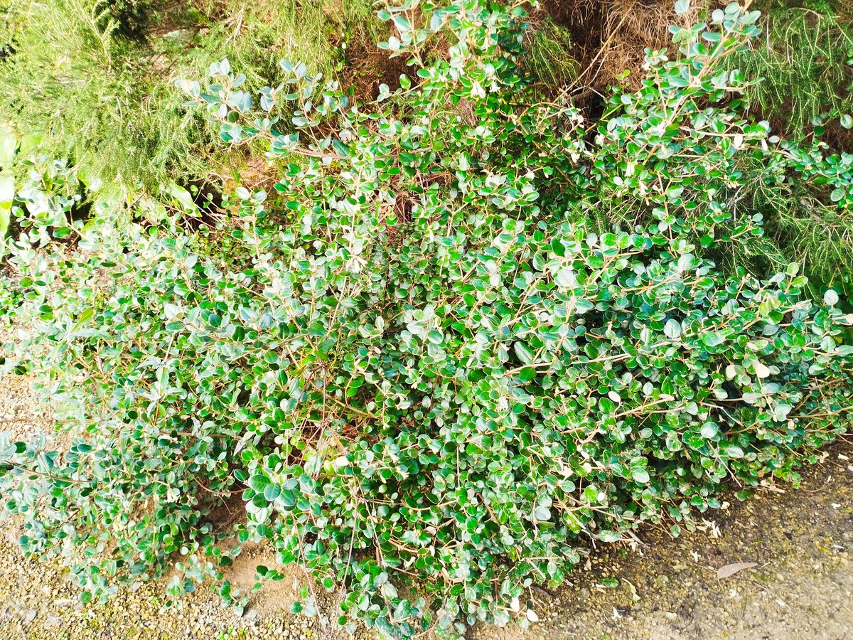 White correa (Correa alba) is a tender shrub from SE Australia. It is smothered in flowers between the Tropical House and the Jasmine Garden <a href="/Ventnor_Botanic/">Ventnor Botanic Garden</a>