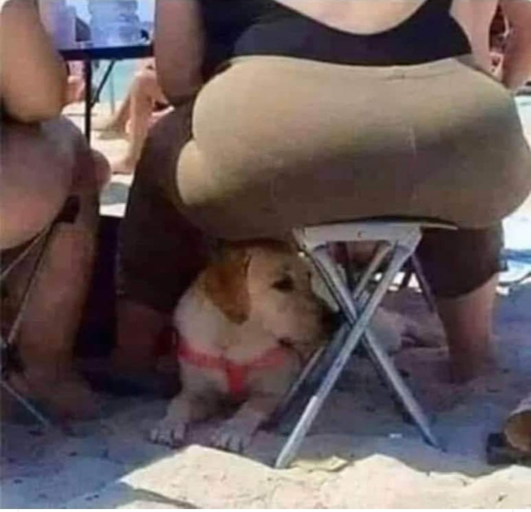 AndersonFsdv's tweet image. Em 2025 queria ter a força desse banquinho e a coragem desse cachorro...