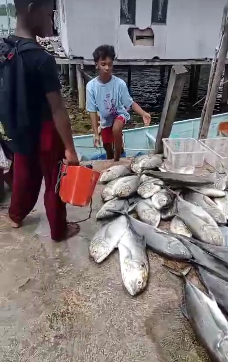 Hartono44759248's tweet photo. Kamis(16/01/2025)luhkan Kab. Konawe Selatan, di KUB Bajo Indah Desa Labotaone Kec. Laonti, hasil tangkapan Ikan Kuwe, dengan API Jaring Insang Tetap, sebanyak 125 kg, harga jual Rp. 35.000/kg        #luhlapor 
#GiatLuhkanSatminkalMaros
@luhkanbrpbap3 https://t.co/HS7in7PrA1