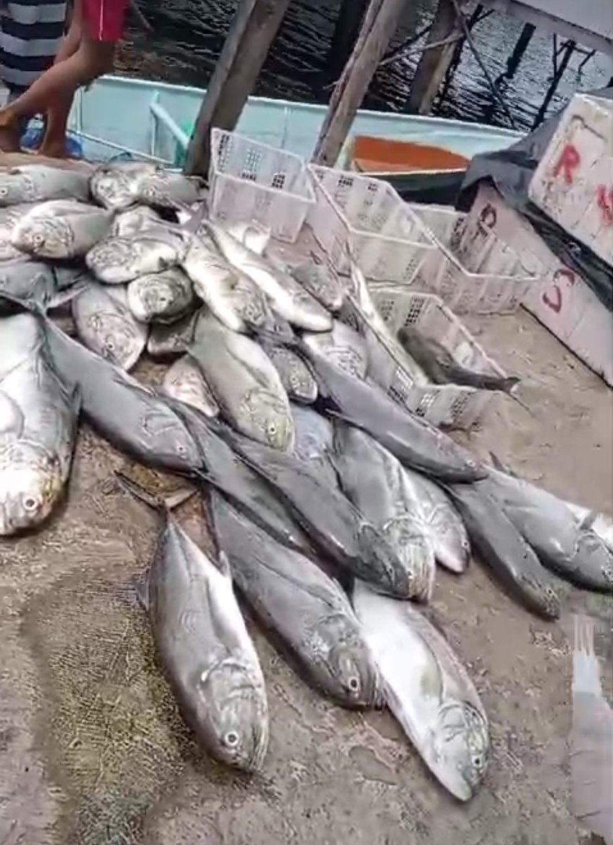 Hartono44759248's tweet photo. Kamis(16/01/2025)luhkan Kab. Konawe Selatan, di KUB Bajo Indah Desa Labotaone Kec. Laonti, hasil tangkapan Ikan Kuwe, dengan API Jaring Insang Tetap, sebanyak 125 kg, harga jual Rp. 35.000/kg        #luhlapor 
#GiatLuhkanSatminkalMaros
@luhkanbrpbap3 https://t.co/HS7in7PrA1
