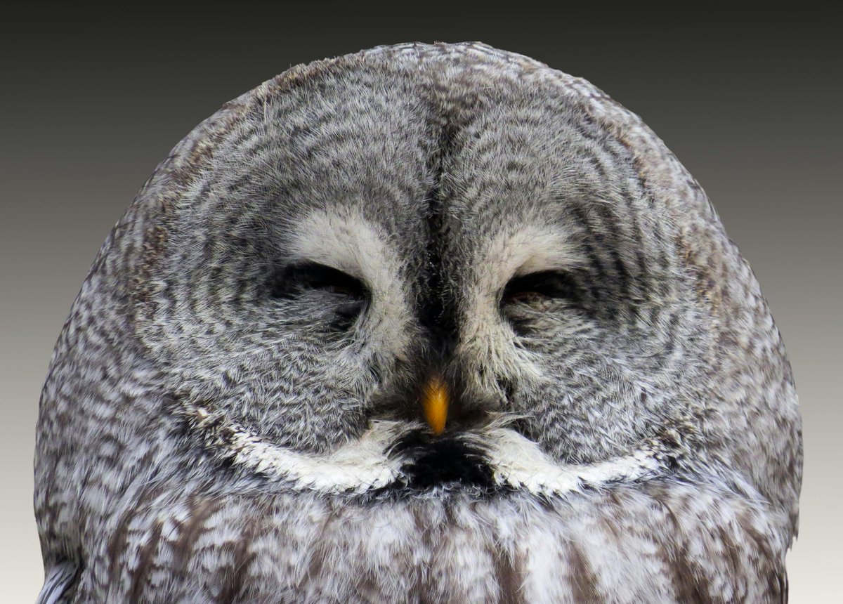 #SabíasQue los búhos tienen ojos fijos? 🦉👀

Como la mayoría de aves, no pueden mover los ojos, por lo que han desarrollado un cuello extremadamente flexible: pueden girar la cabeza hasta 270° 🔄 

Así, consiguen mirar detrás de ellos sin apenas moverse