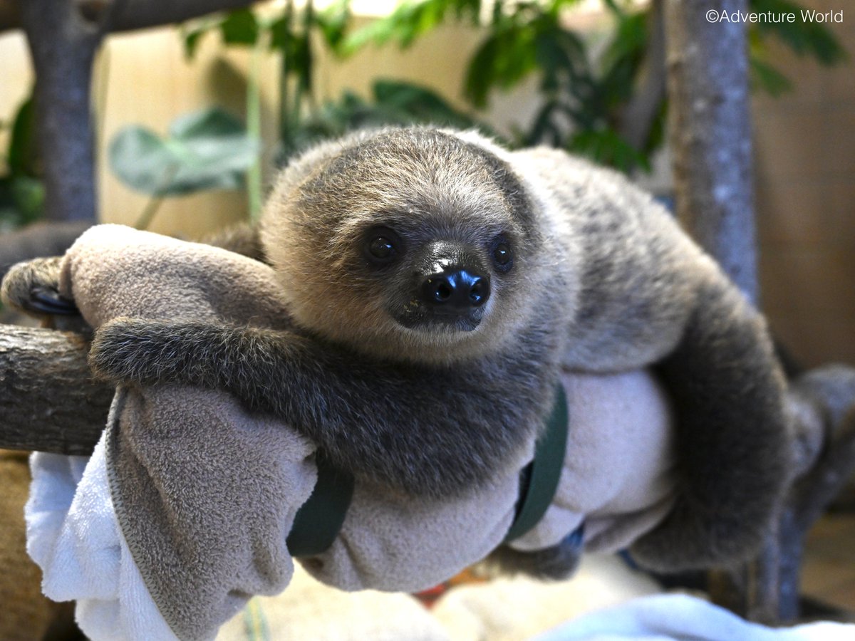 アドベンチャーワールド 公式 on X