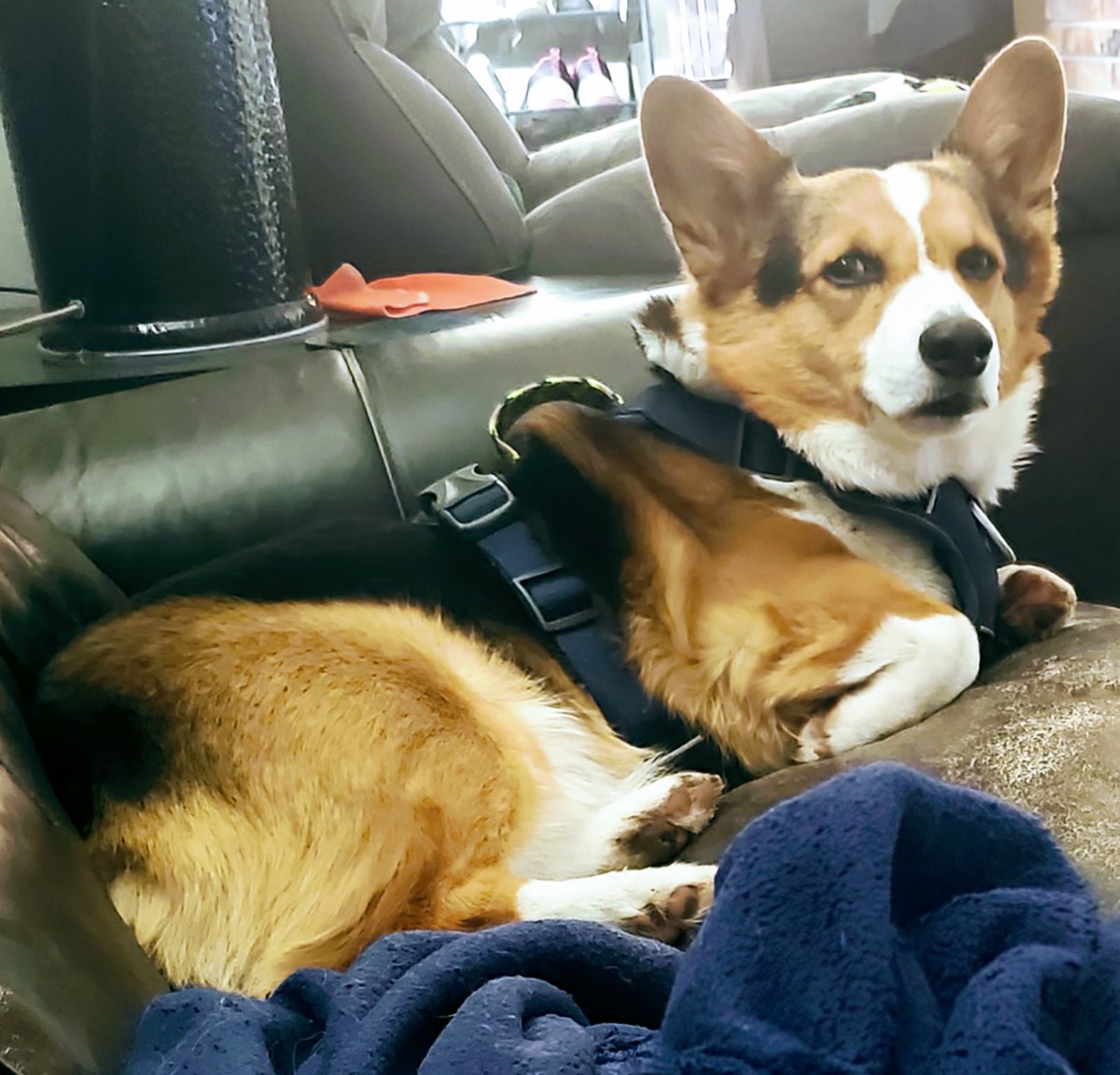 Not letting anything slide today...
#JudgementalCorgi
#DogsofTwitter #CorgiLovers