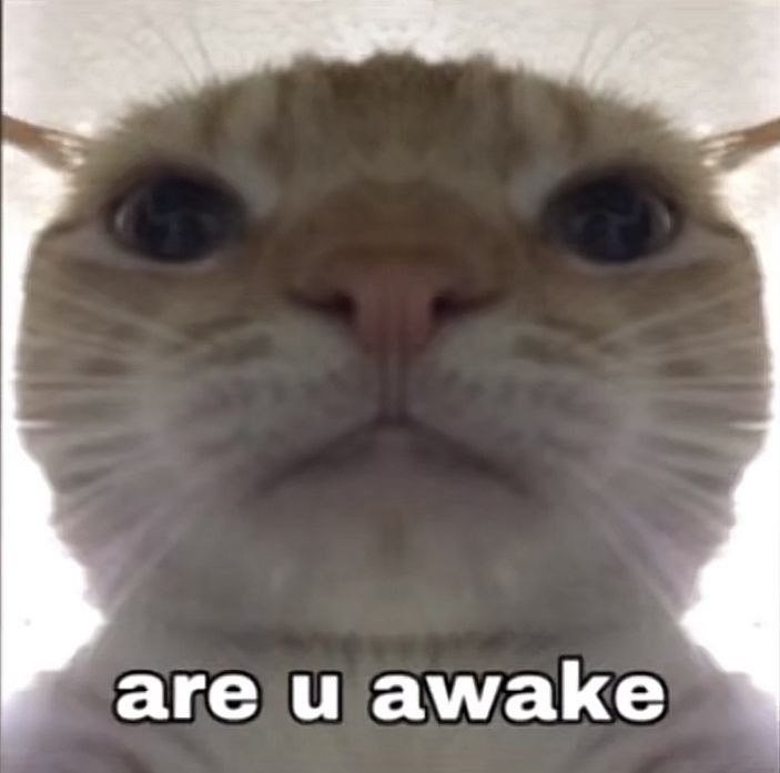 Posts Of Cats (@postsofcats) on Twitter photo 