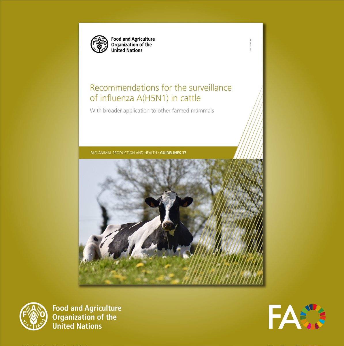 📗 The new <a href="/FAO/">Food and Agriculture Organization</a> guidelines empower countries to tackle #influenza A(H5N1) and other zoonotic diseases in cattle.

🛡️ Tools for effective surveillance and rapid response are now available.

👉 Download here: bit.ly/498hGSa