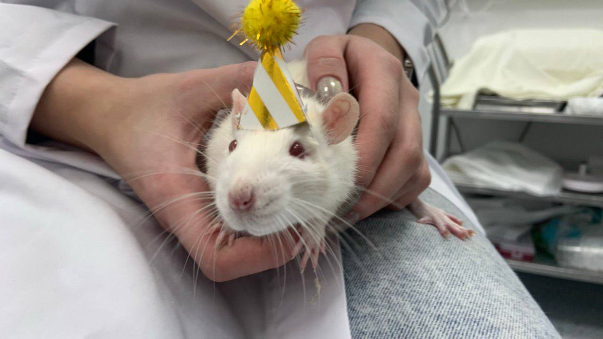 Rat with  a fucking AI chip in brain performed the best out of all your overshilled bags. Literally on of the best charts in AI and no one is talking about it. $pythia
