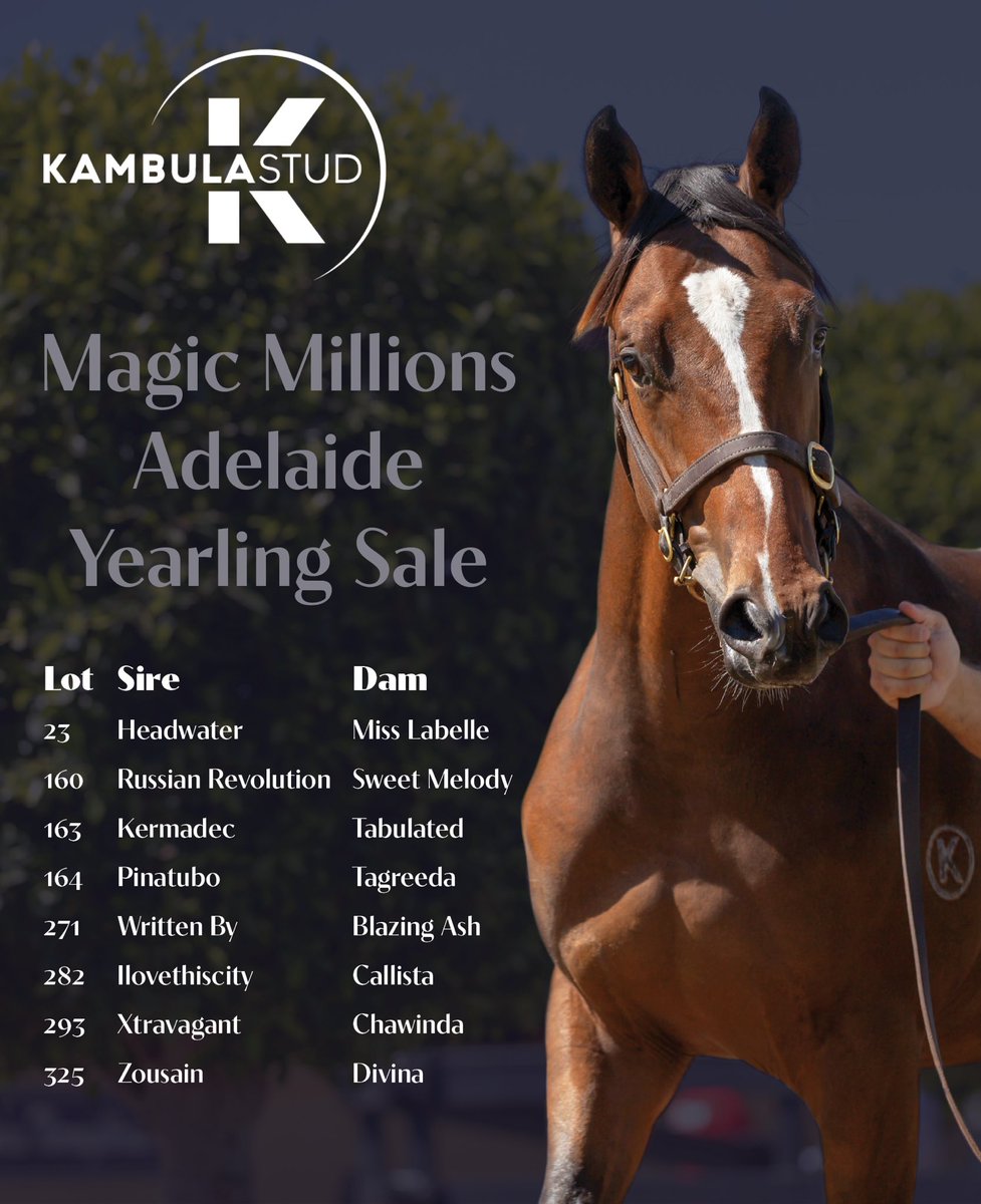 Kambula Stud tweet media